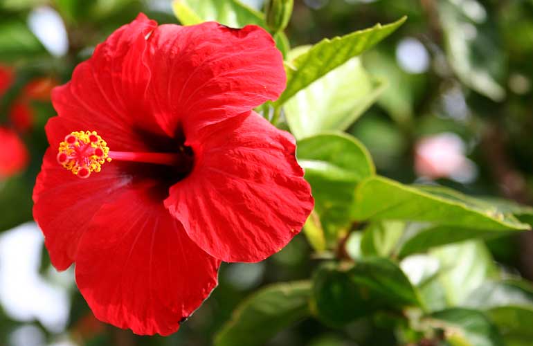 Hibiscus Promotes Hair Growth Naturally