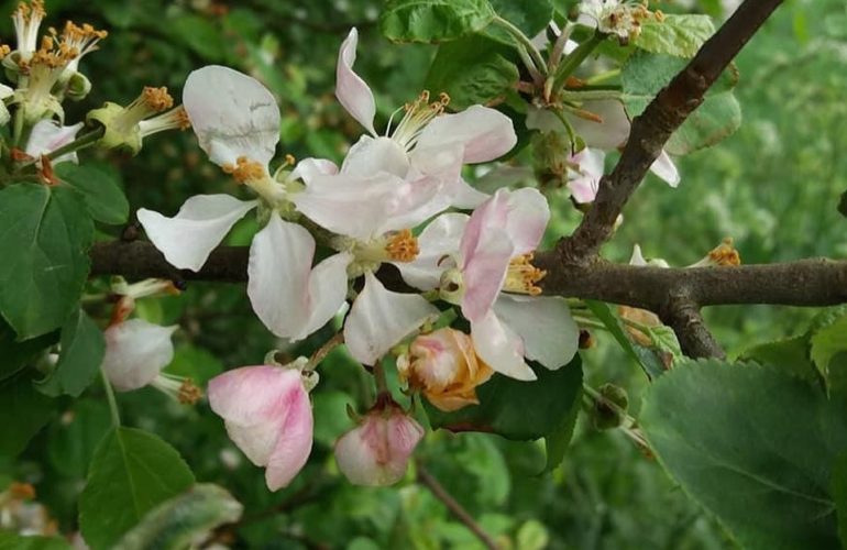 Crab Apple