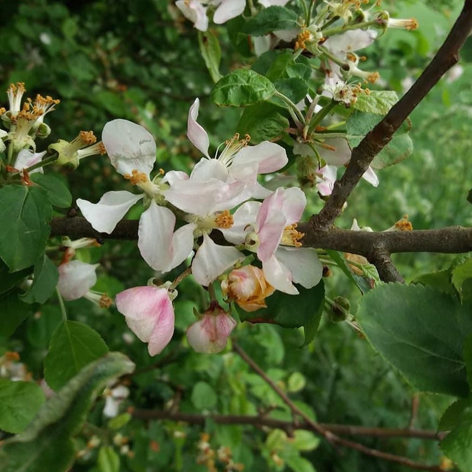 Crab Apple