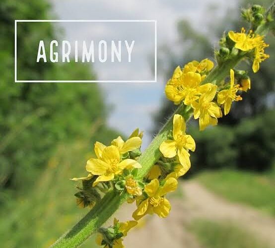 Agrimony