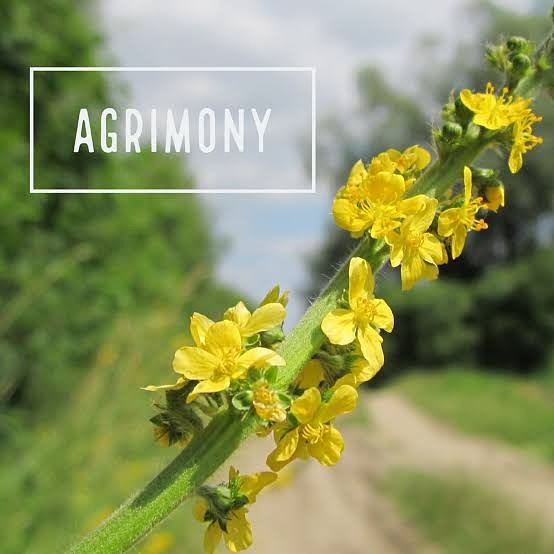 Agrimony