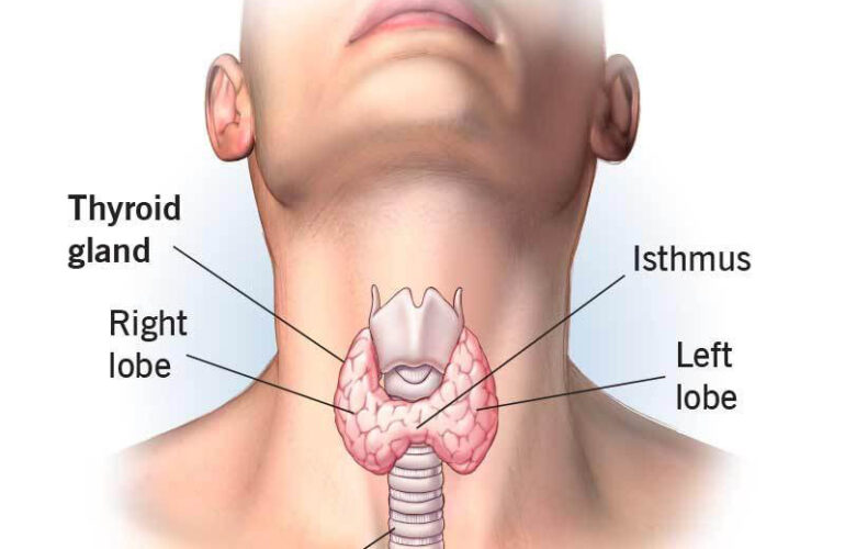 thyroid
